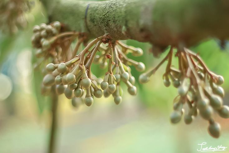 sau rieng ra hoa khi duoc cham soc tot